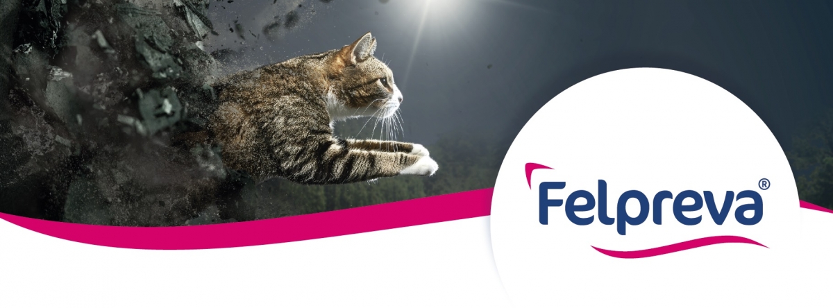 header felpreva