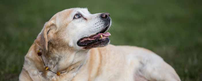 Vet Reco A.jpg Chien