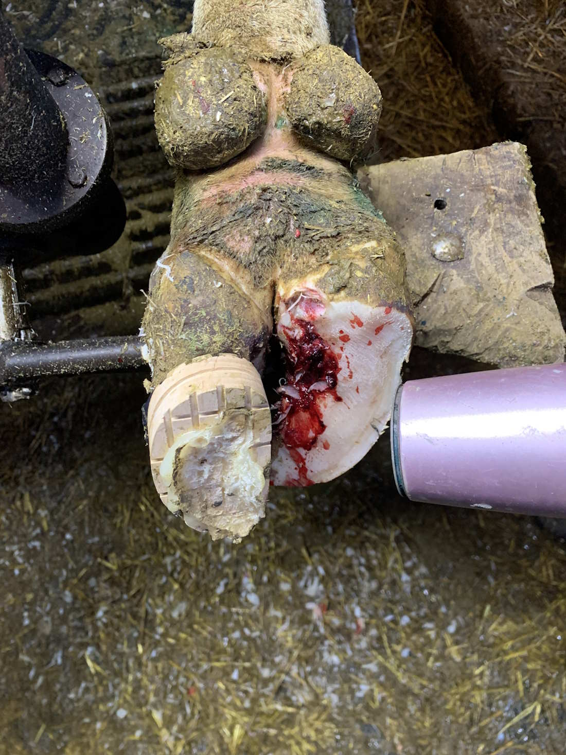 Blessure Bovin